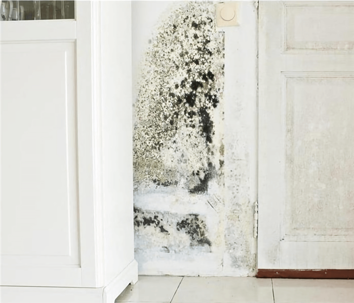A section of white wall, with a white cabinet and door on either side of it, has a dark patch of mold growing on it.
